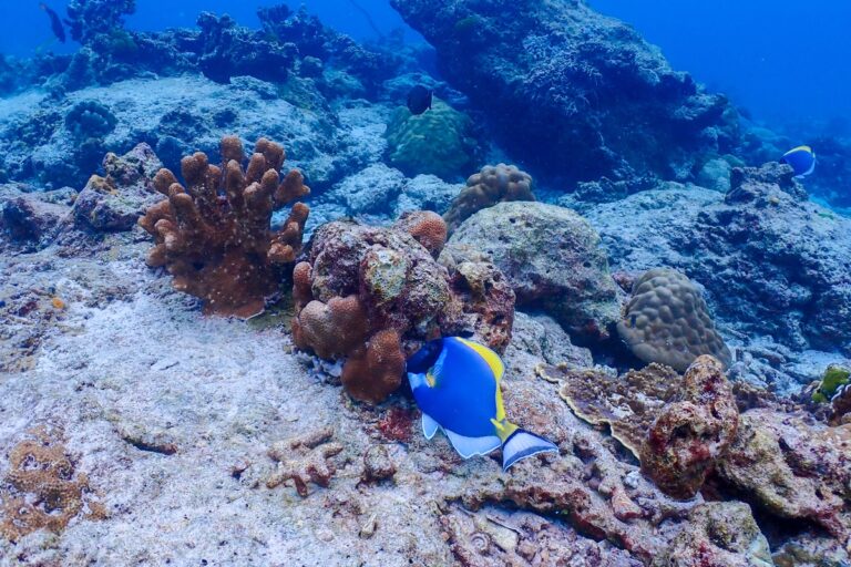 Similan_Island from phuket 6