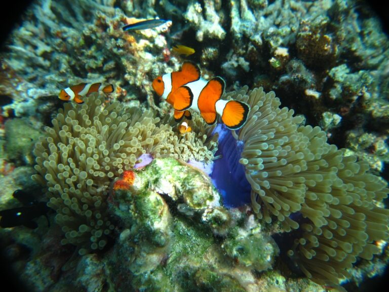 Similan_Island_from phuket 10