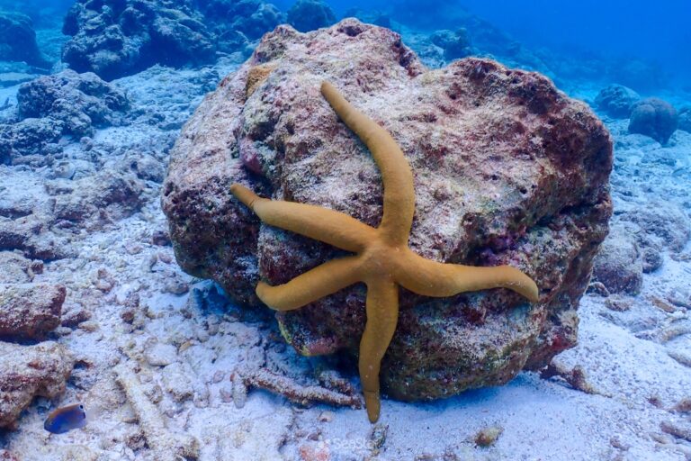 Similan_Island_from phuket 9