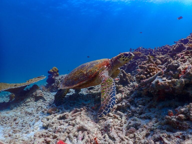 Surin_Island_ from phuket 6