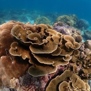 RayaNoi_Island_51 (1)