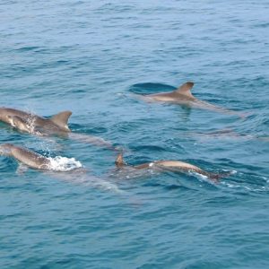 RayaNoi_Island_53 (1)